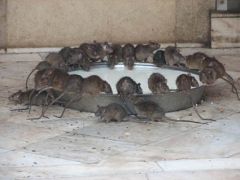 cuisine_rats.jpg